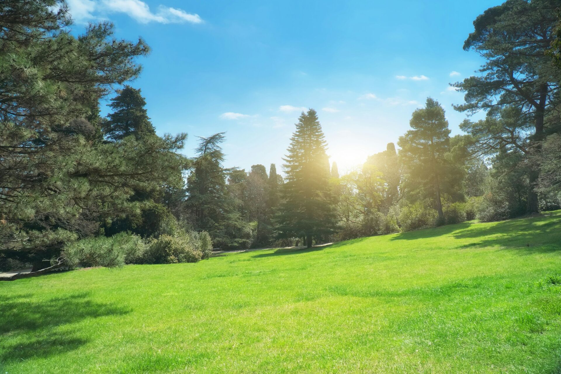 Healthy, freshly mowed green lawn surrounded by mature trees