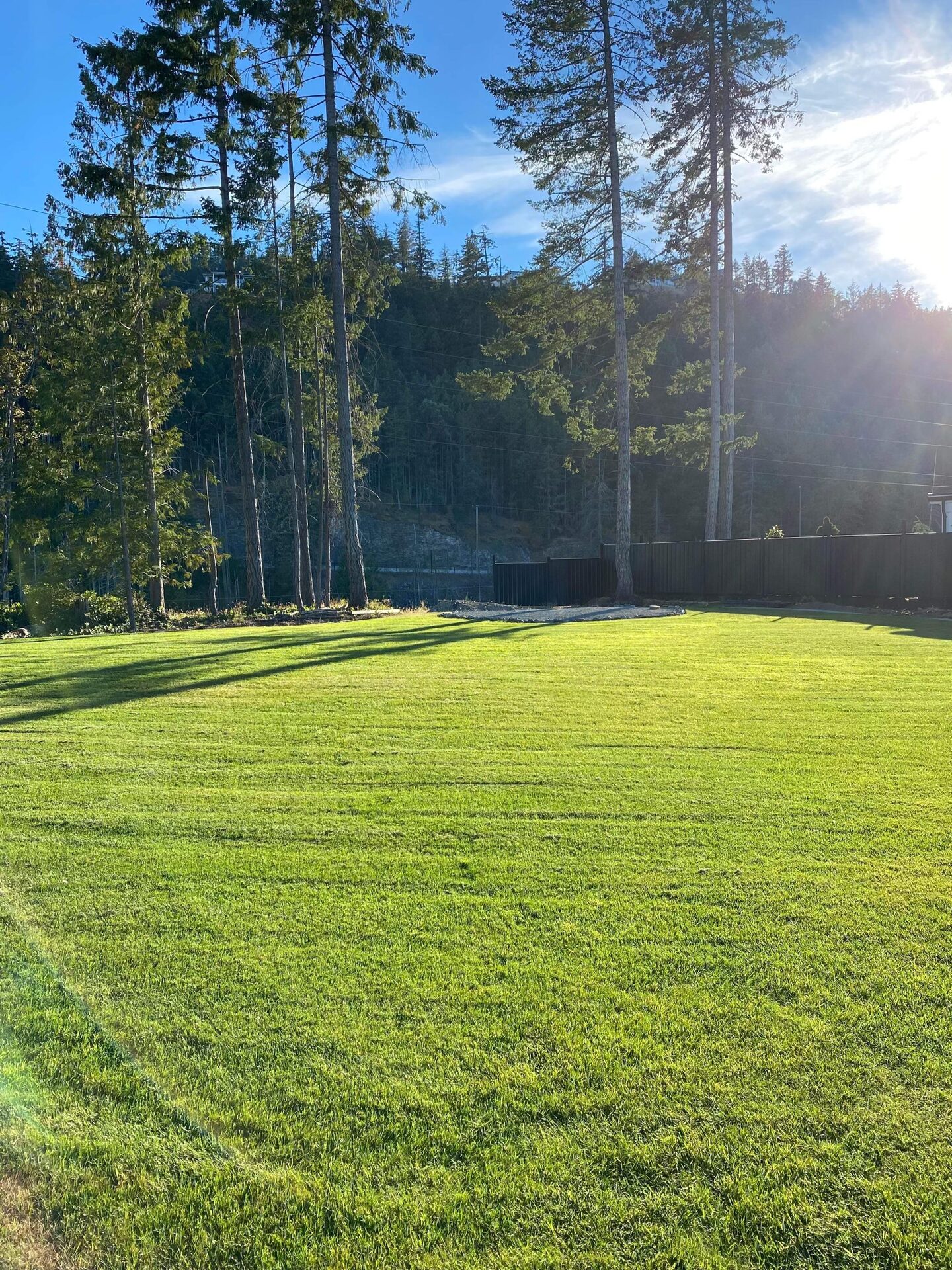 New lawn establishing in a freshly landscaped backyard bordered by evergreens
